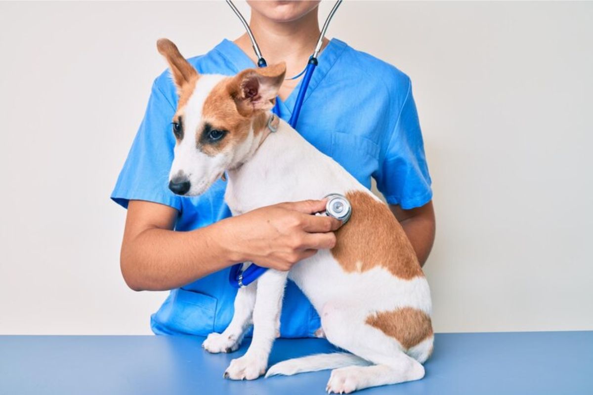 Uma estudante do Curso de Veterinária ETEC 2025 segurando um filhote de cachorro